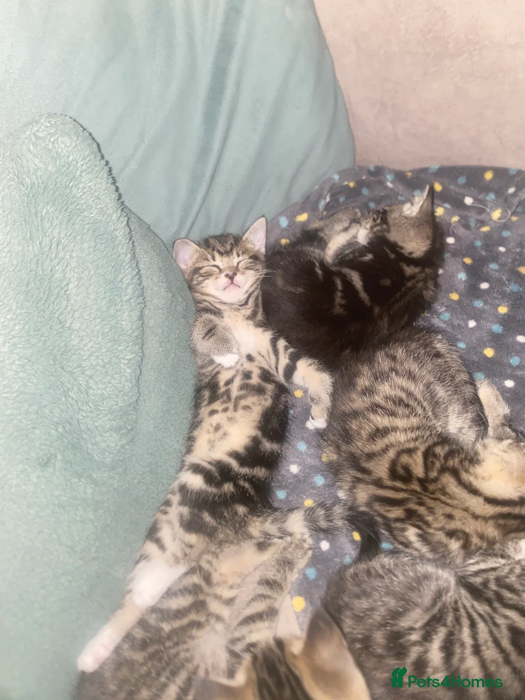 Mixed Breed cats for sale: Tabby kittens - Advert 2