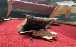Mixed Breed cats for sale: Beautiful kittens  - Image 8