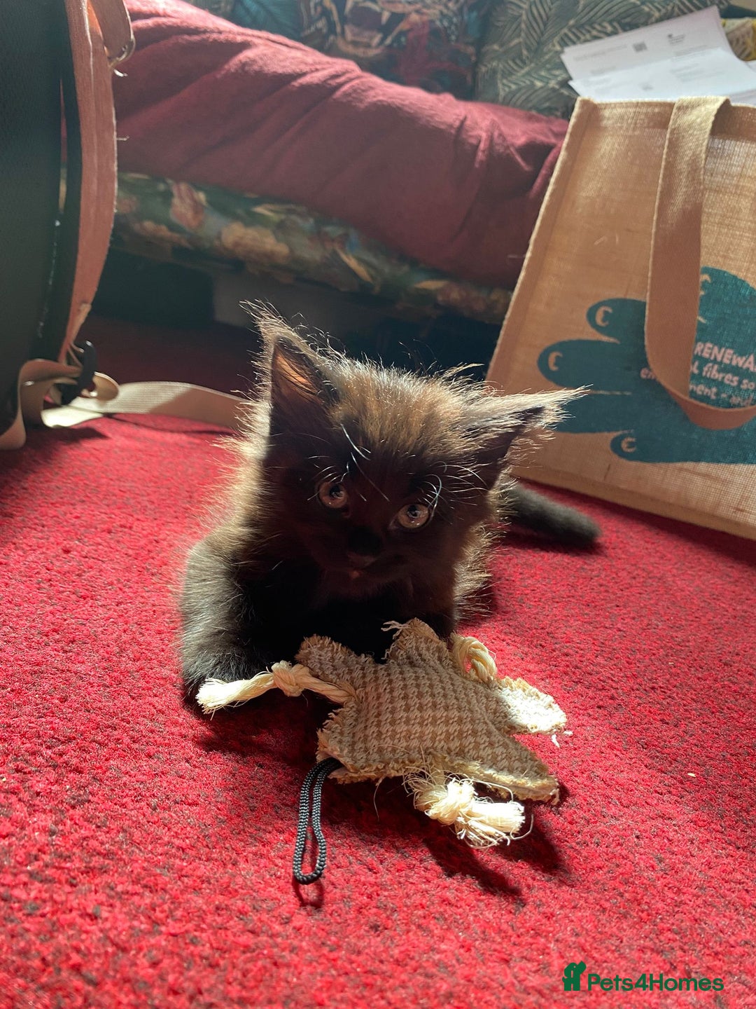 Mixed Breed cats for sale: Beautiful kittens  - Image 8