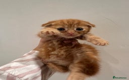Scottish Fold cats for sale: Scottish fold male kittens available  - Image 20