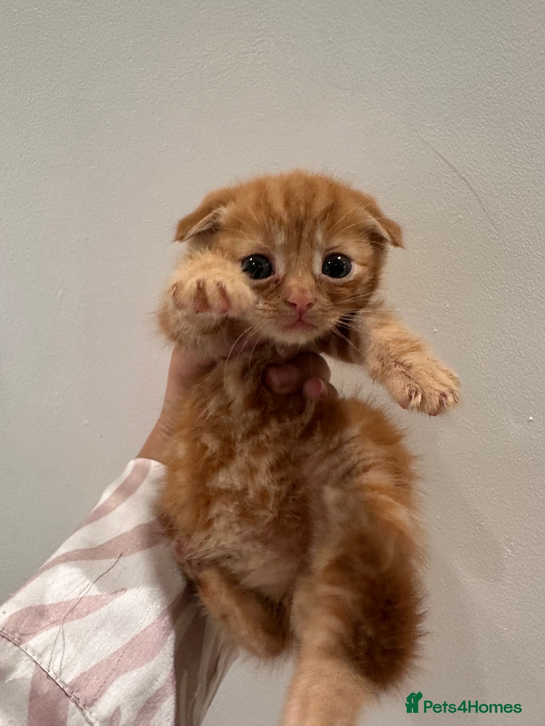 Scottish Fold cats for sale: Scottish fold male kittens available  - Image 20