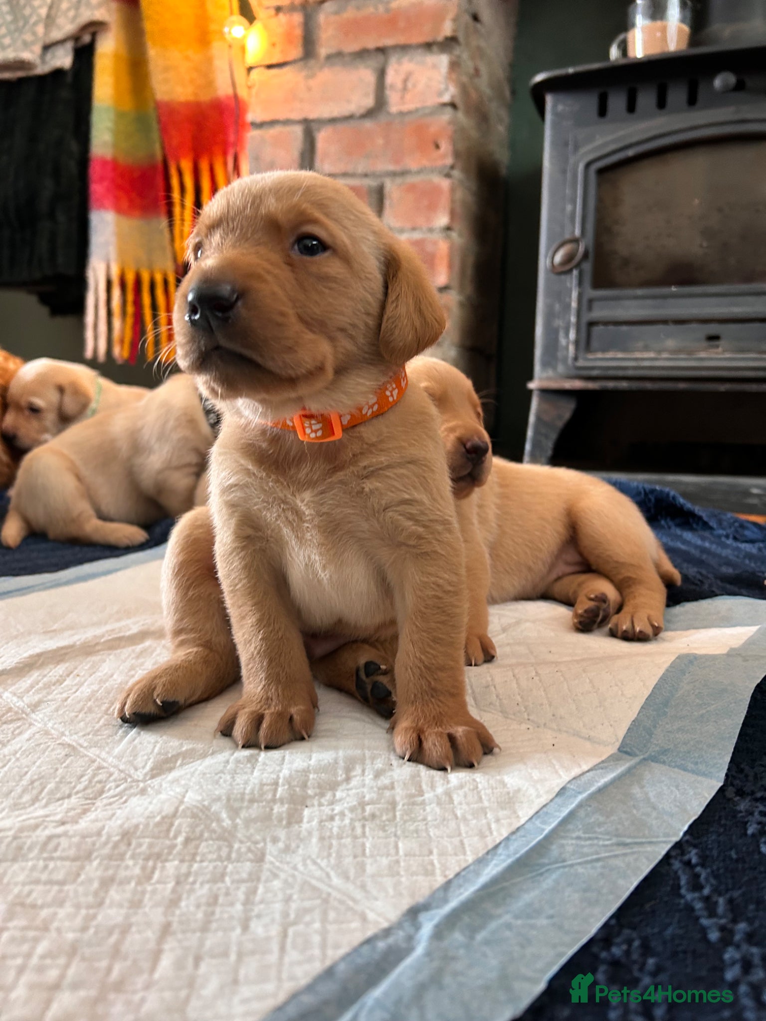 Labrador Retriever dogs for sale: KC Registered Rex Fox Labrador Puppies in Brecon - Advert 12