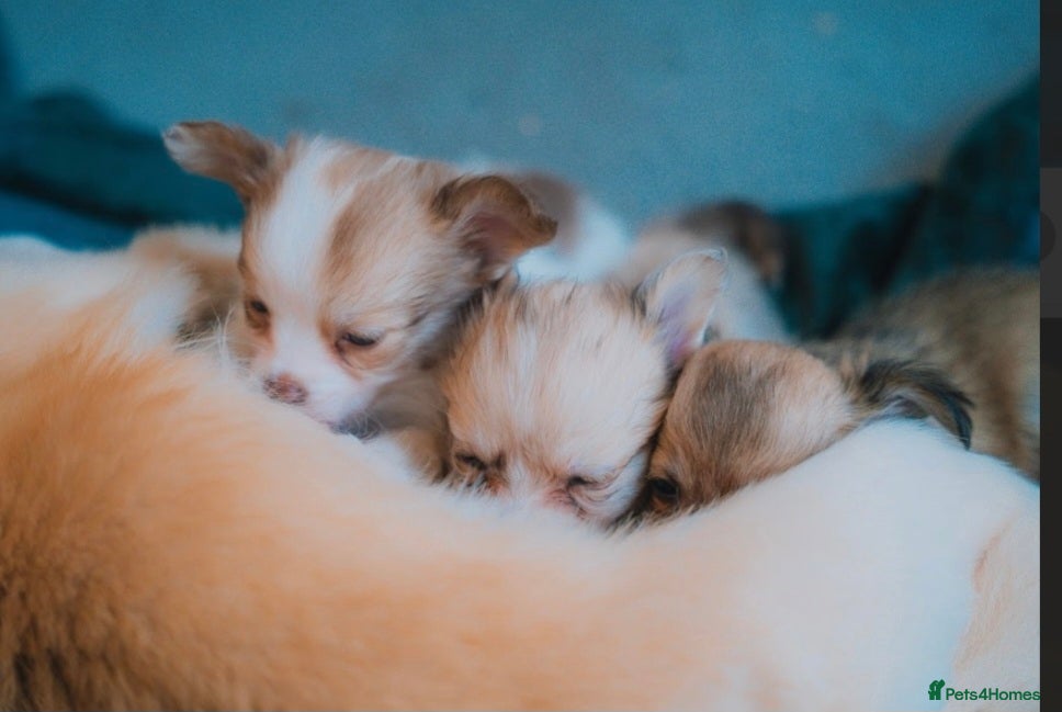 Chihuahua dogs Long haired chihuahua  - Advert 1