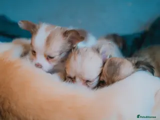 Chihuahua dogs Long haired chihuahua - Advert 18