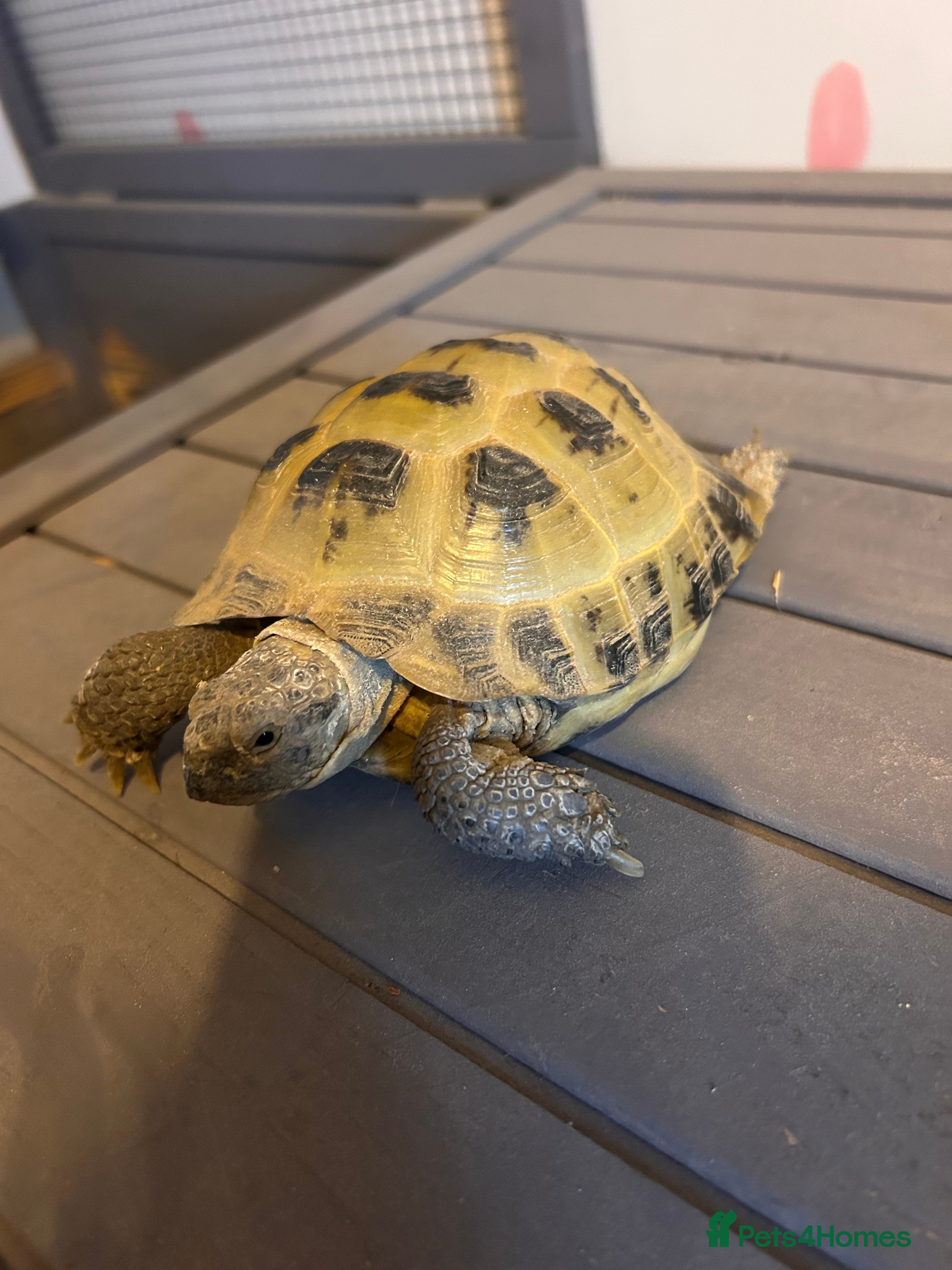 Tortoise reptiles Terry - Advert 1