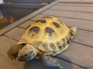Tortoise reptiles Terry - Advert 1