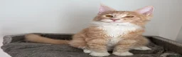 Maine Coon cats for sale: Champion line kittens 🥰 Ready to go 🥰 - Advert 7