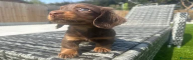 Miniature Dachshund Puppy 2