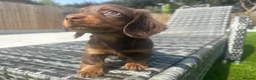 Miniature Dachshund dogs for sale: ✨MINI LONG HAIRED DACHSHUNDS ✨KC ✨ - Advert 10