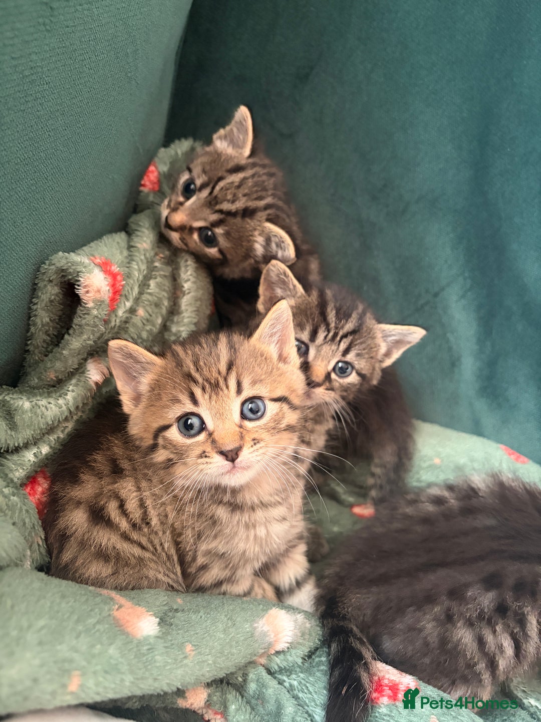 Domestic Shorthair cats for sale: Tabby Domestic Short Haired Kittens - Advert 7