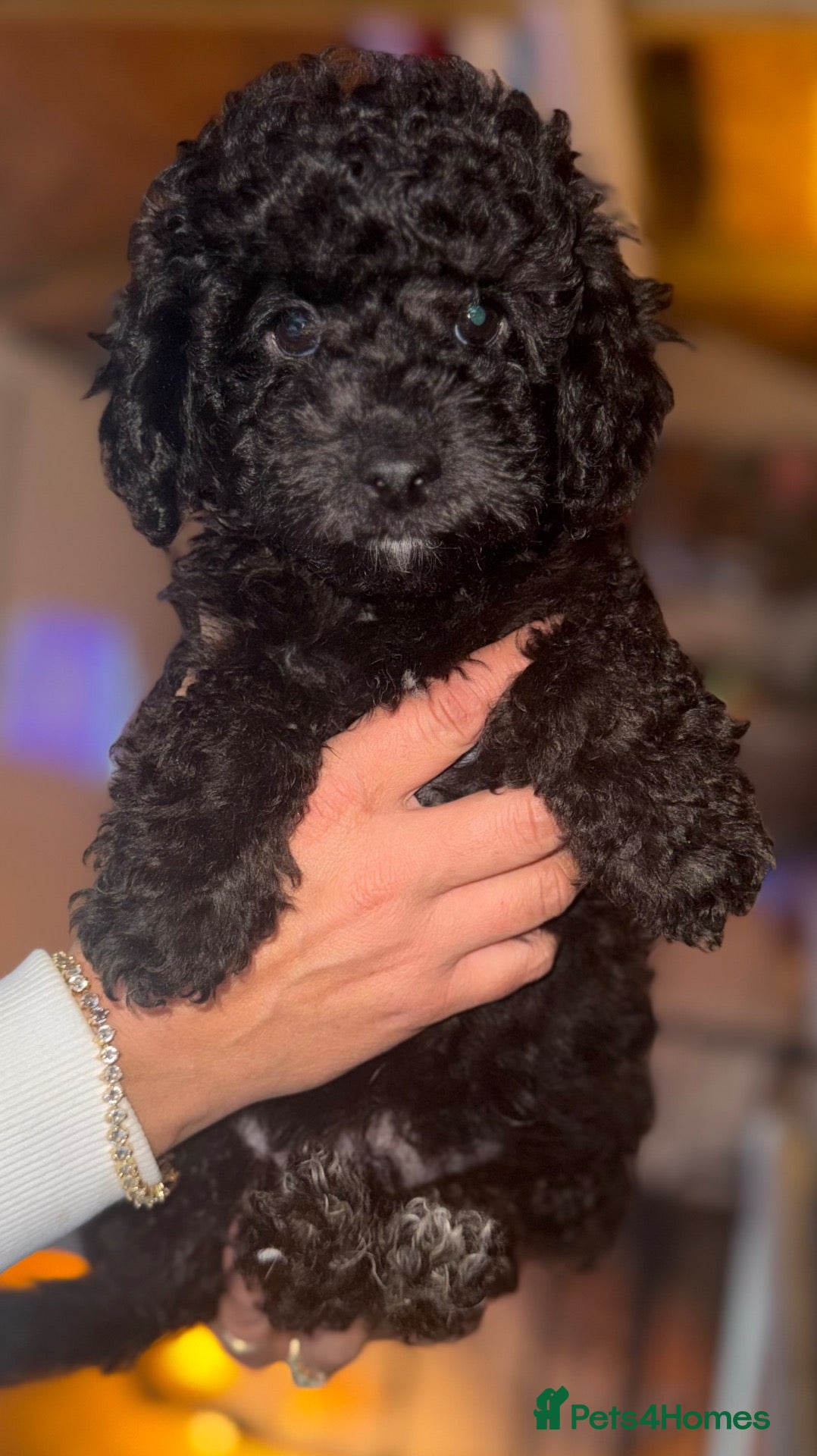 Toy Poodle dogs 2 BEAUTIFUL BOYS LEFT! Toy Poodles  - Advert 4