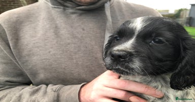 Cocker Spaniel dogs Fantastic litter of cocker spaniels - Advert 4