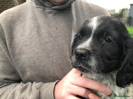 Cocker Spaniel dogs Fantastic litter of cocker spaniels - Advert 4