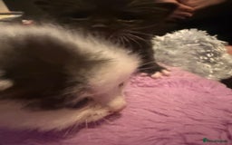 Mixed Breed cats for sale: Mixed breed kittens  - Image 8