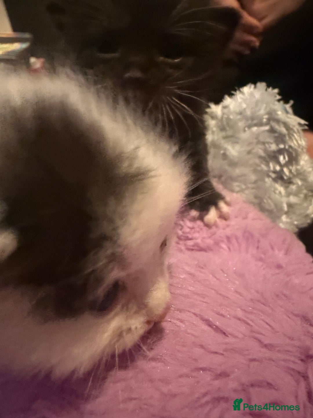 Mixed Breed cats for sale: Mixed breed kittens  - Image 8