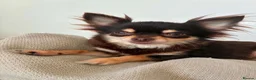 Chihuahua dogs for sale: TINY male apple head chihuahuas - Advert 3