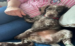 Cocker Spaniel dogs for stud: Beautiful blue roan cocker spaniel for STUD! - Image 16