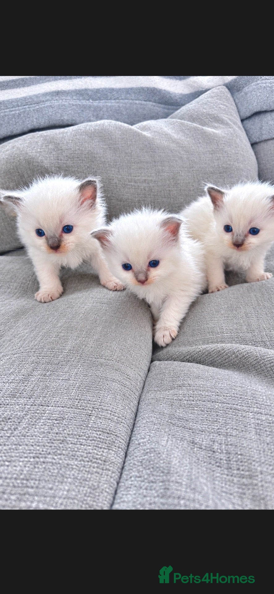 Ragdoll cats ☃️ ADORABLE GCCF BABIES ☃️ - Advert 17