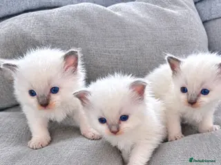 Ragdoll cats ☃️ ADORABLE GCCF BABIES ☃️ - Advert 17
