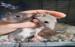 Rat rodents for sale: Baby rats  - Image 1