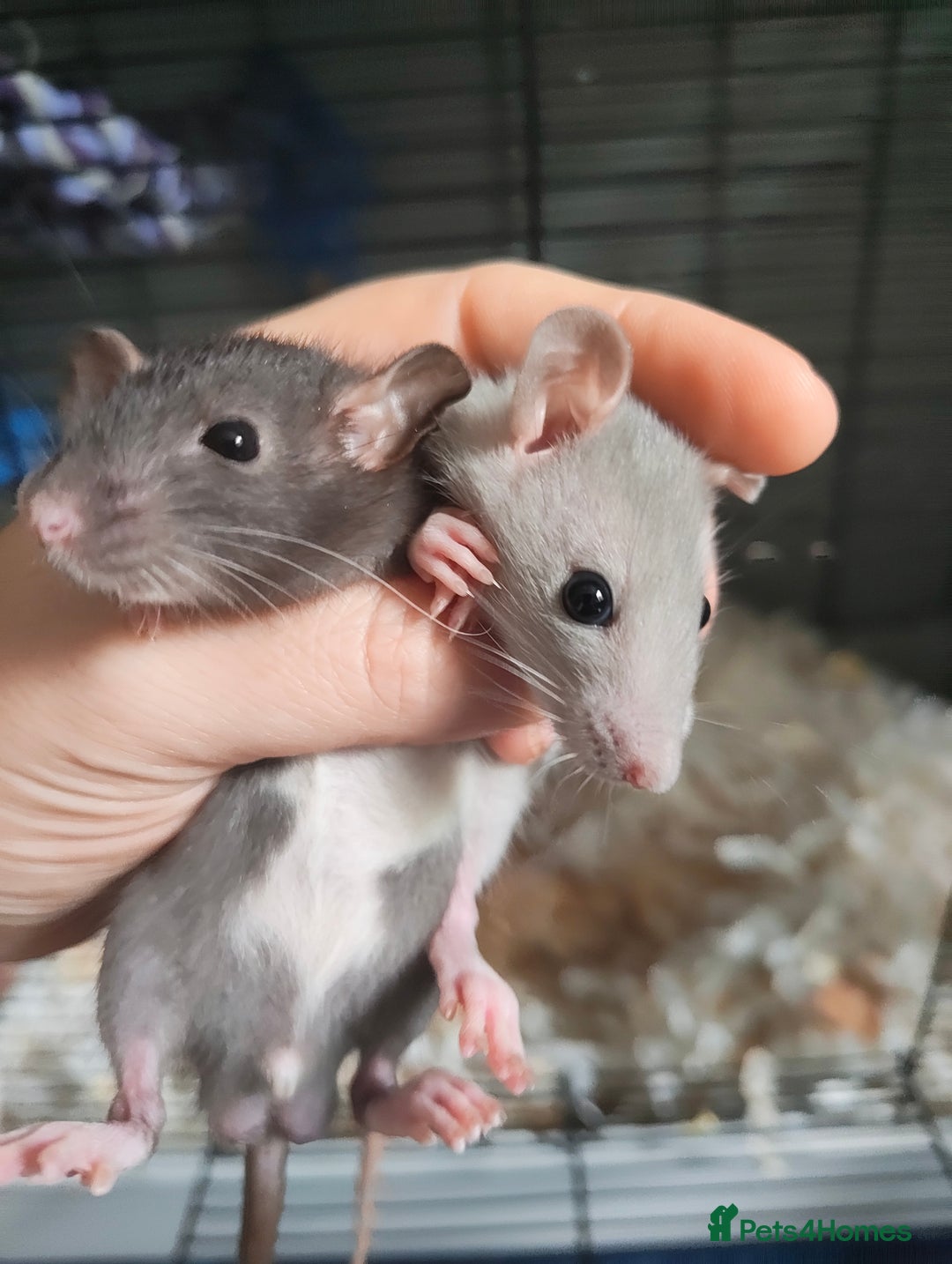Rat rodents for sale: Baby rats  - Image 1