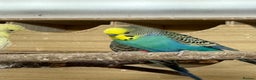 Budgerigars birds for sale: Budgies , mixed colours early 2025 birds - Advert 6