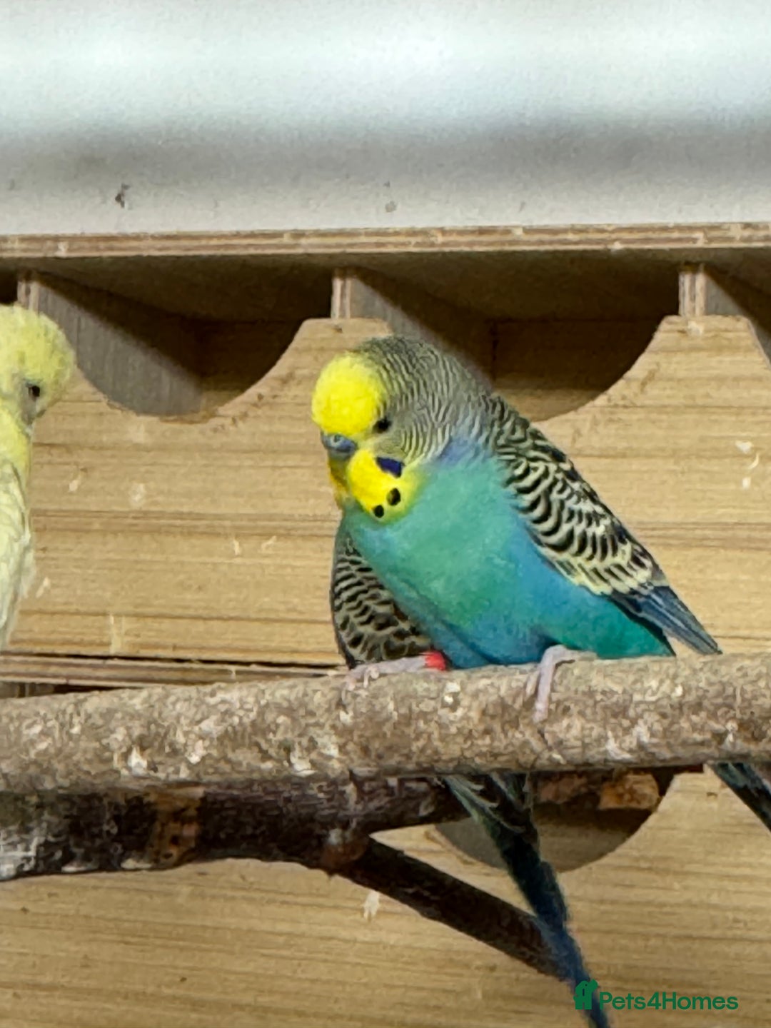 Budgerigars birds for sale: Budgies , mixed colours early 2025 birds - Advert 6