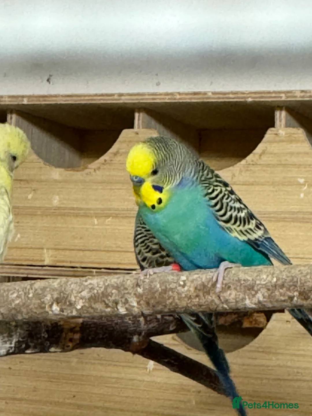 Budgerigars birds for sale: Budgies , mixed colours early 2025 birds - Advert 6