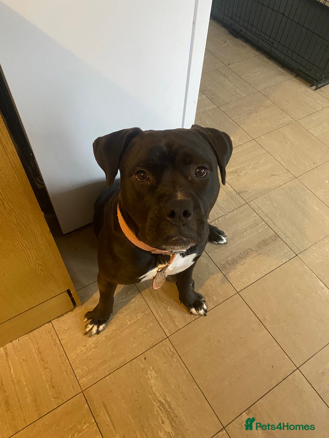 Mixed Breed dogs for sale: Roxy (mastiff x Rottweiler) - Advert 4