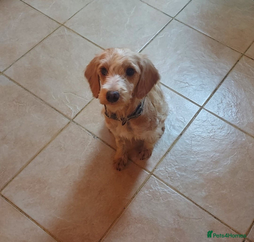 Cockapoo dogs for sale: Female apricot cockapoo  - Advert 6