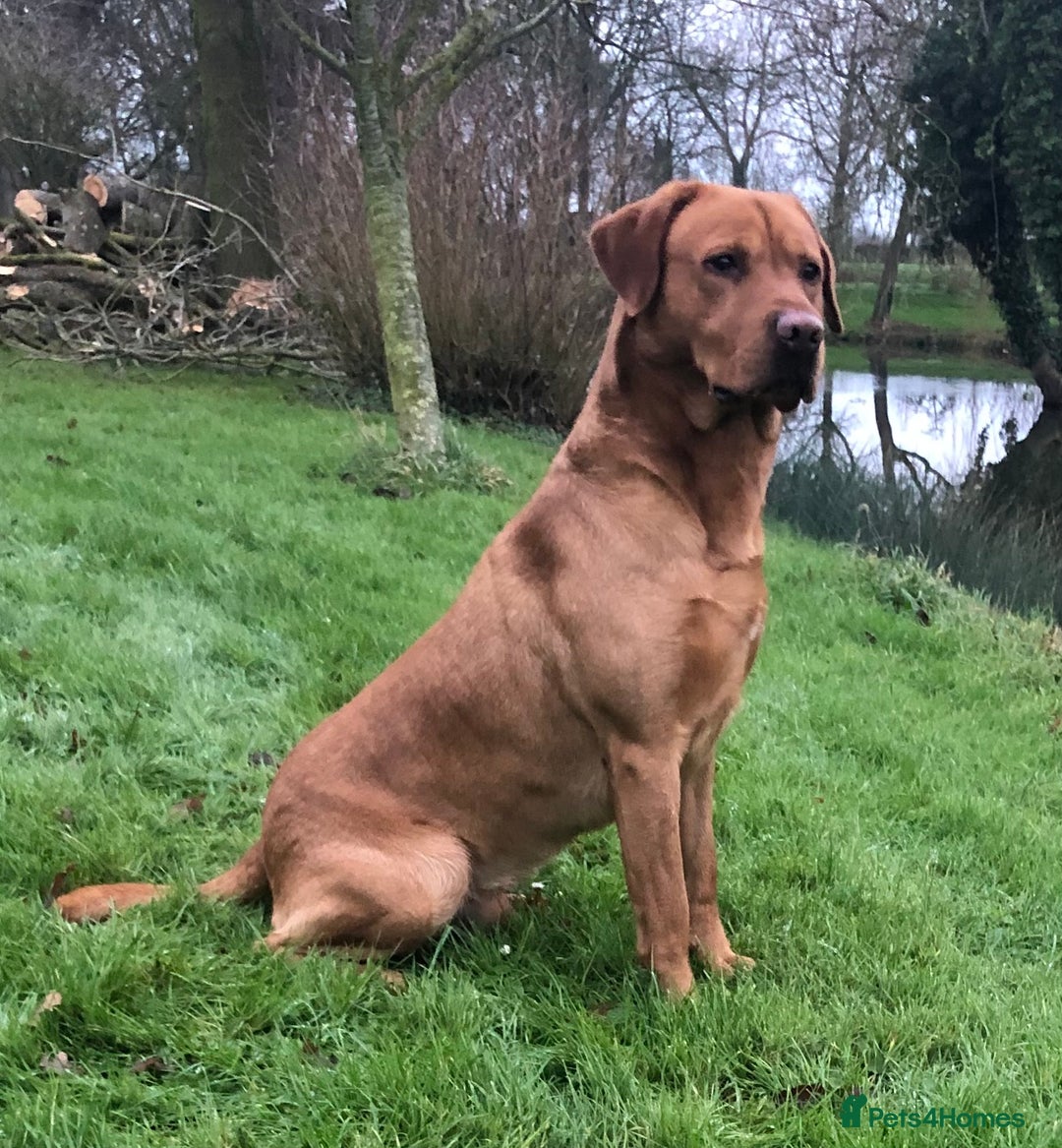 Labrador Retriever dogs for stud: K.c Reg Fox Red Labrador at stud in Suffolk in Eye - Advert 2