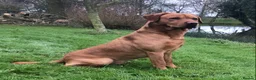 Labrador Retriever dogs for stud: K.c Reg Fox Red Labrador at stud in Suffolk in Eye - Advert 2