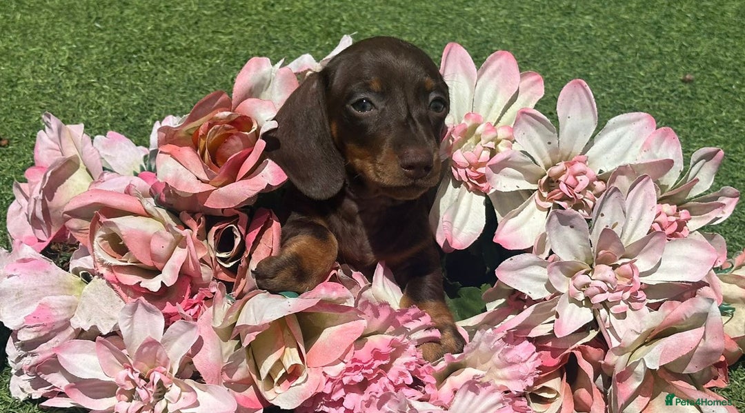 Dachshund dogs for sale: Dachshund Puppy 1 - 7 minature dashound puppies ready to leave  - Image 21