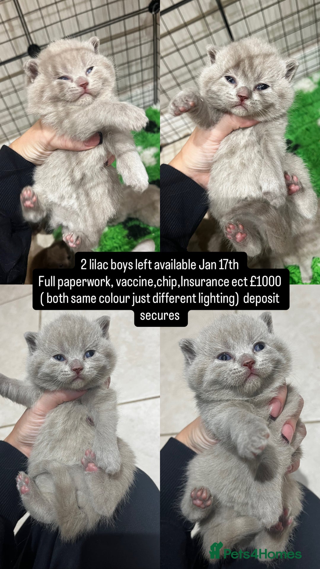 British Shorthair cats for sale: 🏆 Just 1 lilac boy left*** 🏆 - Advert 4