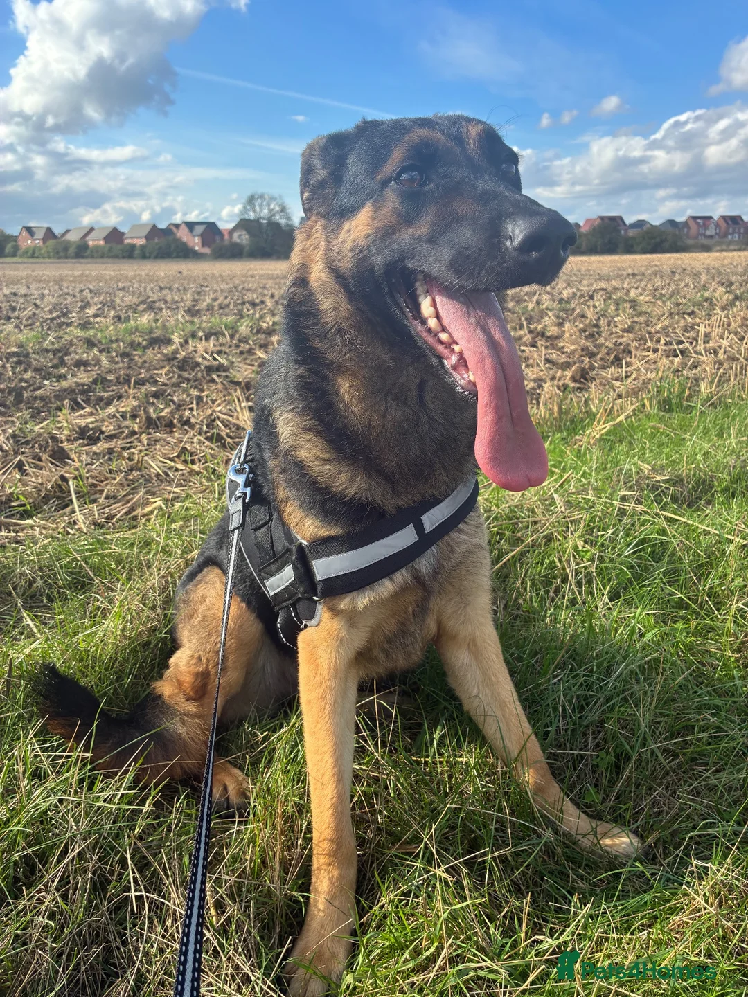 German Shepherd dogs for sale: Mrs.   in Newark - Advert 3