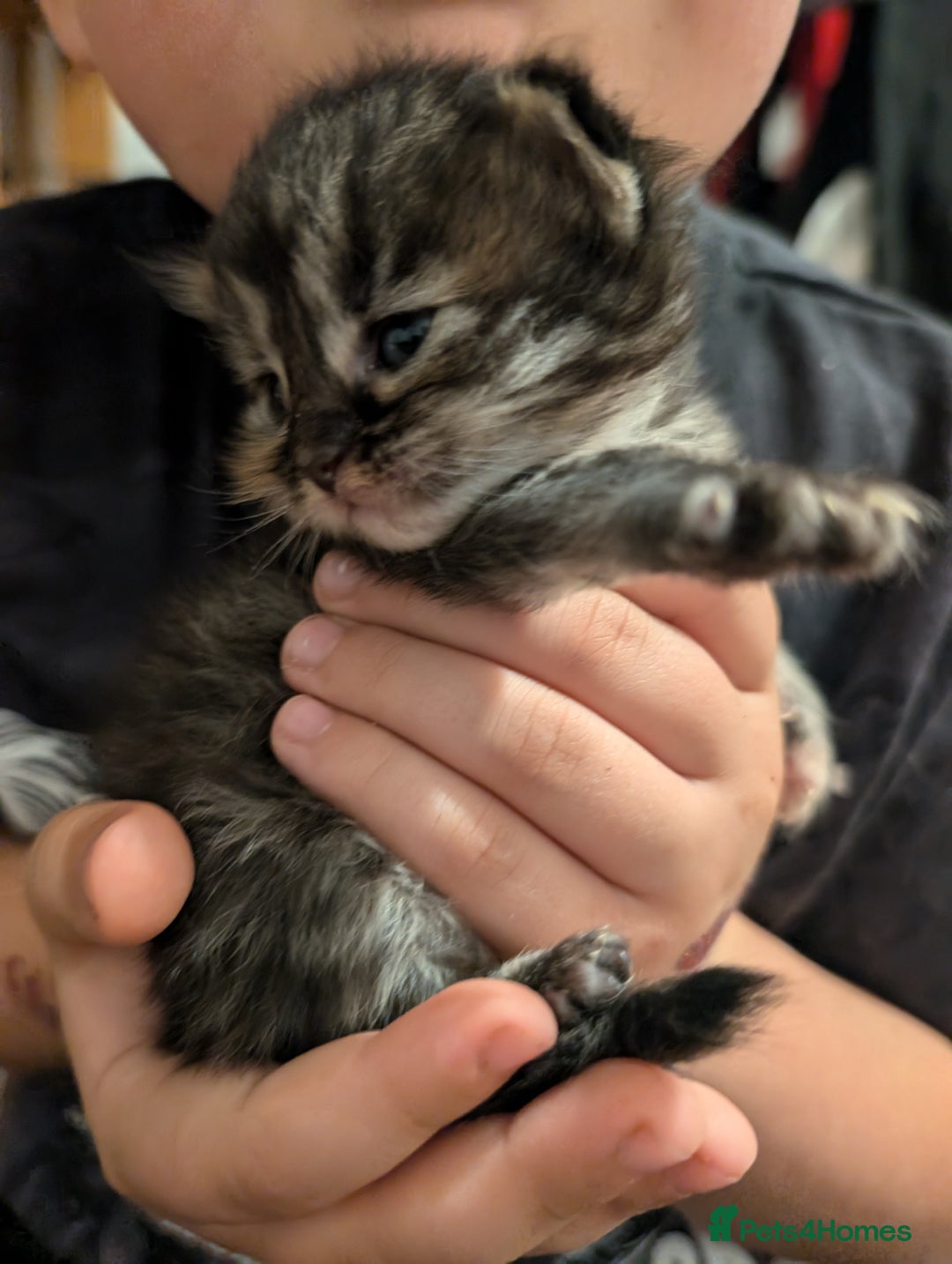 Maine Coon cats for sale: Full Maine coon kittens - Advert 3