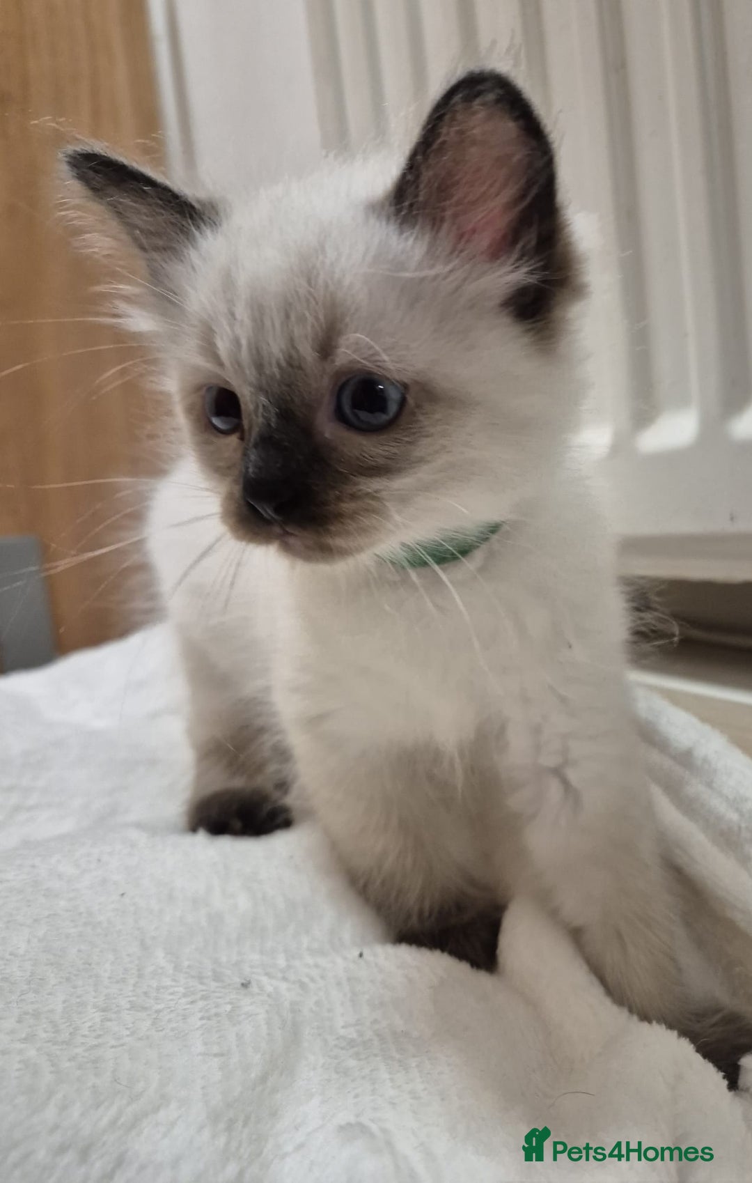 Ragdoll cats for sale: 2 Male Sealpoints ready to leave on 16th Dec - Advert 2