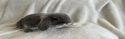 Mini Lop rabbits for sale: Mini Lops Ready To Leave Now - Advert 3