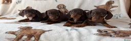Dachshund dogs for sale: Dachshund puppies for sale  in Basildon - Advert 13