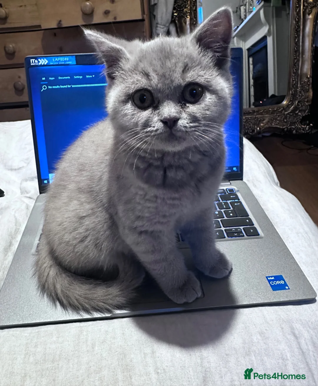 Mixed Breed cats for sale: Mixed breed kittens - Advert 1