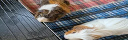 Guinea Pig rodents for sale: Pair of Guinea Pig Males For Sale in Stockport - Advert 6