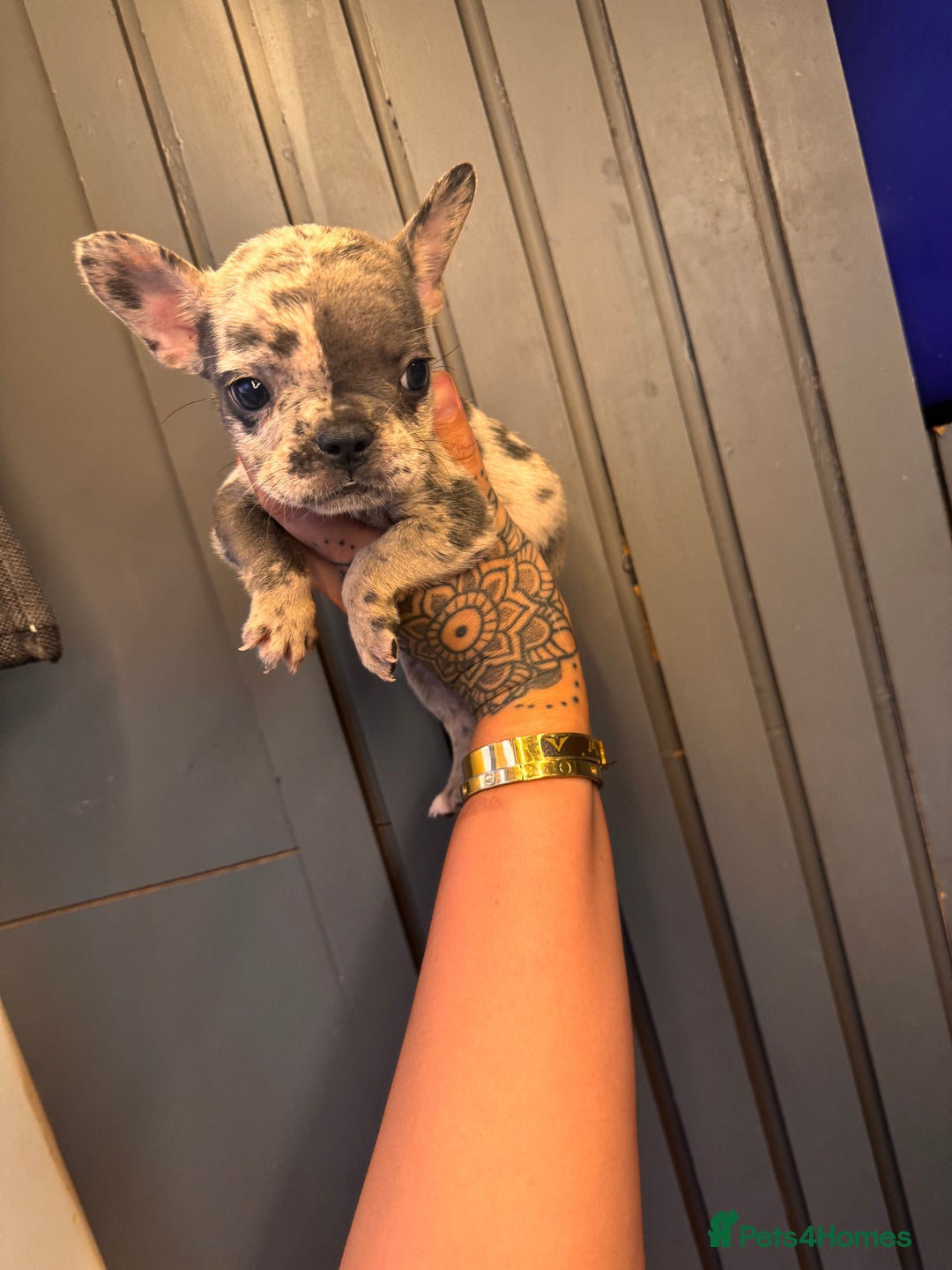 French Bulldog dogs for sale: Ready to go! Beautiful French bulldogs  - Image 19