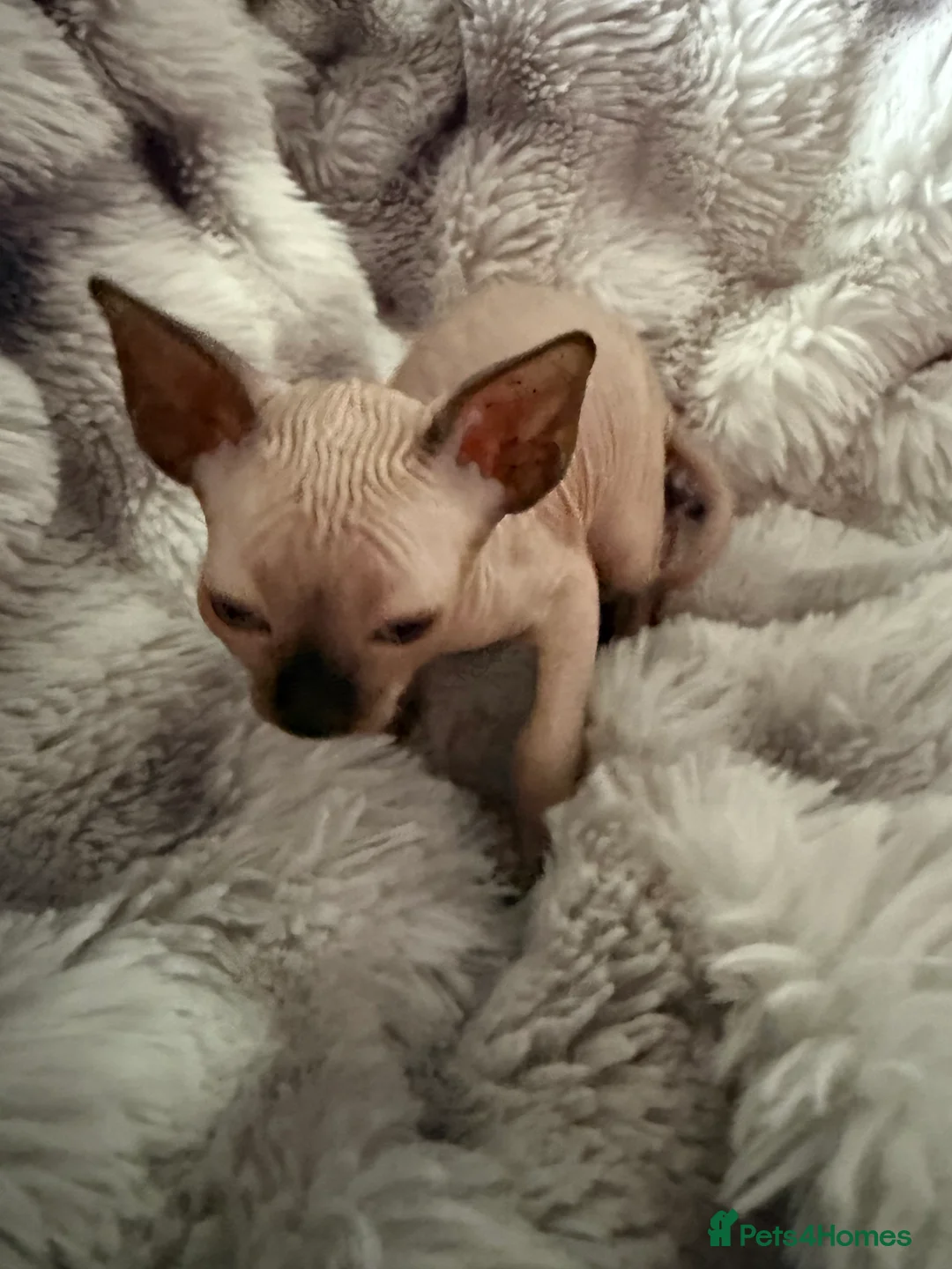 Sphynx cats for sale: Sphynx canadian kittens ready to leave now  - Advert 4