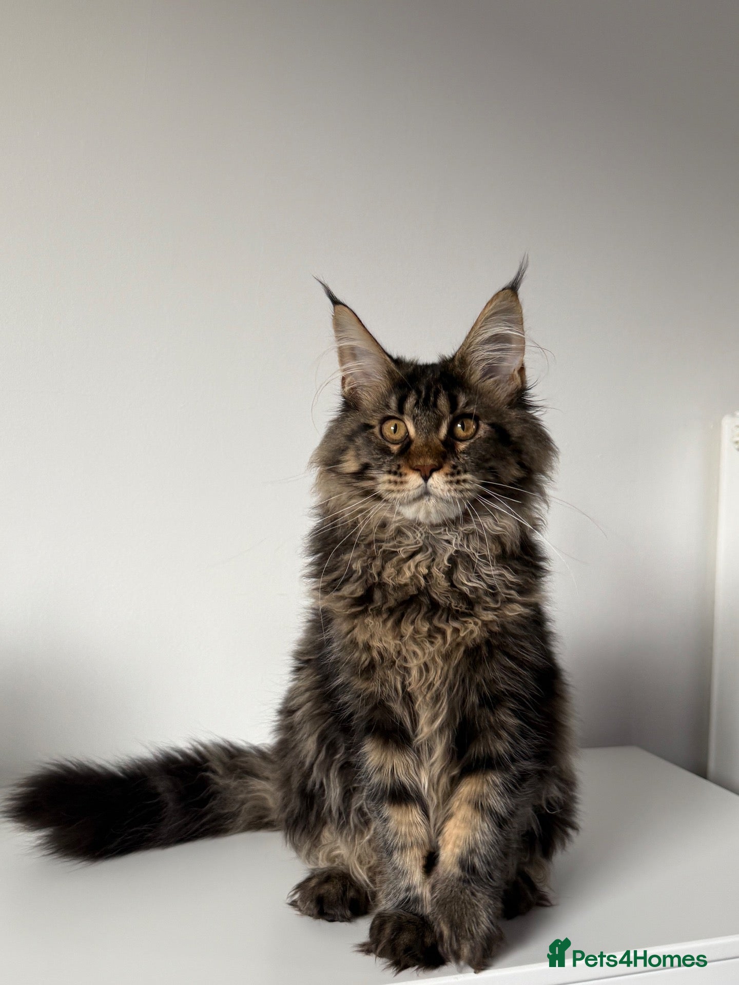 Maine Coon cats CHAMPION BLOODLINE KITTENS ❤️ - Advert 2