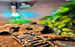 Leopard Gecko reptiles for sale: Leopard gecko with full enclosure  - Advert 9