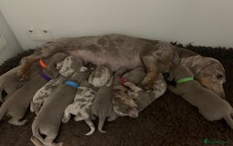 Miniature Dachshund dogs for sale: 🌟QUALITY KC REG & PRA CLR MINIATURE DACHSHUNDS🌟 - Image 25
