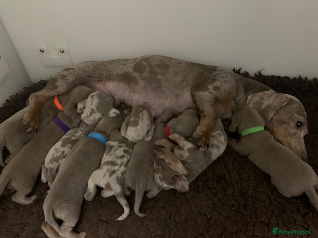Miniature Dachshund dogs for sale: 🌟QUALITY KC REG & PRA CLR MINIATURE DACHSHUNDS🌟 - Image 25