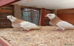 Pigeons birds for sale: iranian pigeons  breeding  pair + young  - Image 2