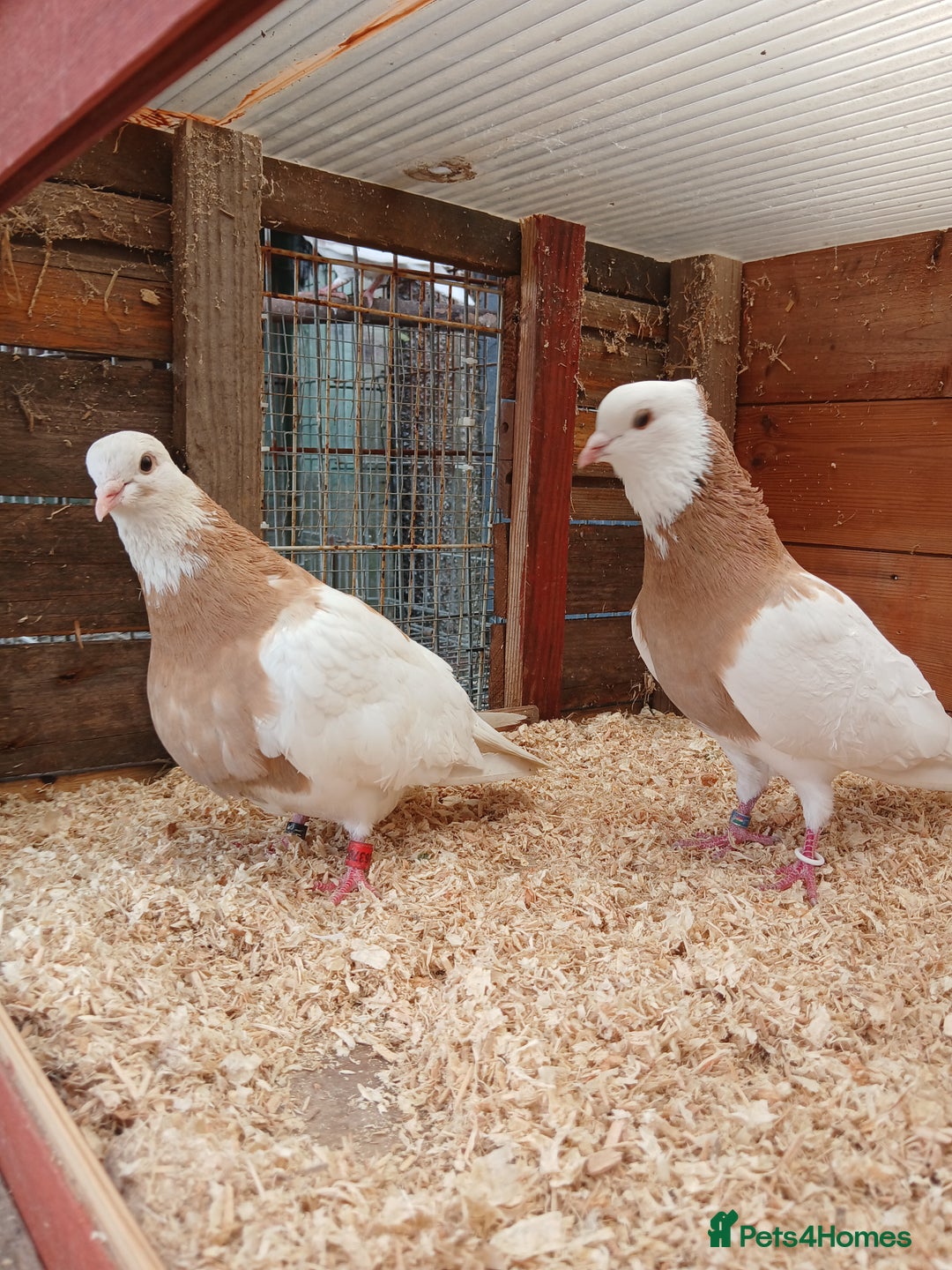Pigeons birds for sale: iranian pigeons  breeding  pair + young  - Image 2