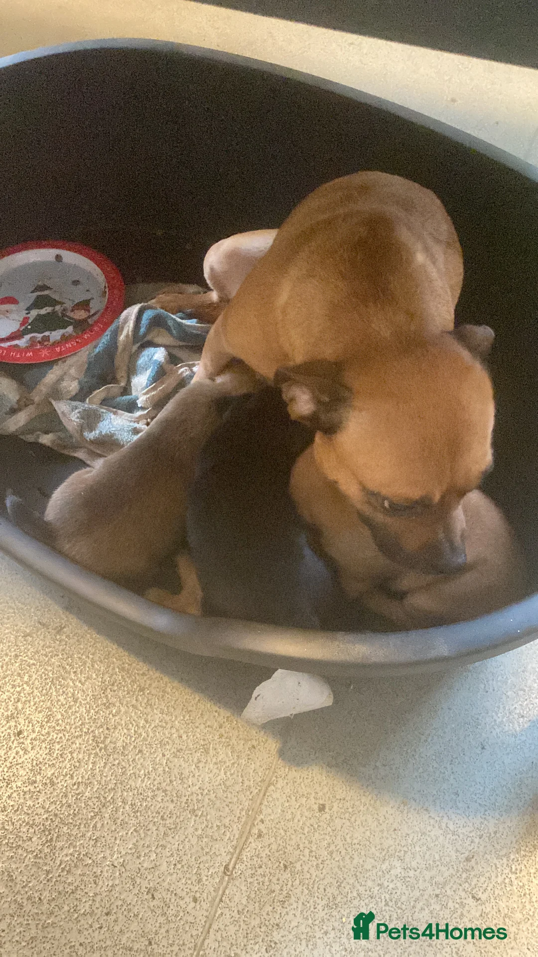 Mixed Breed dogs for sale: Jug puppies 3 left all male - Advert 1
